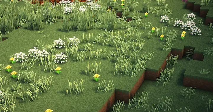 Grass