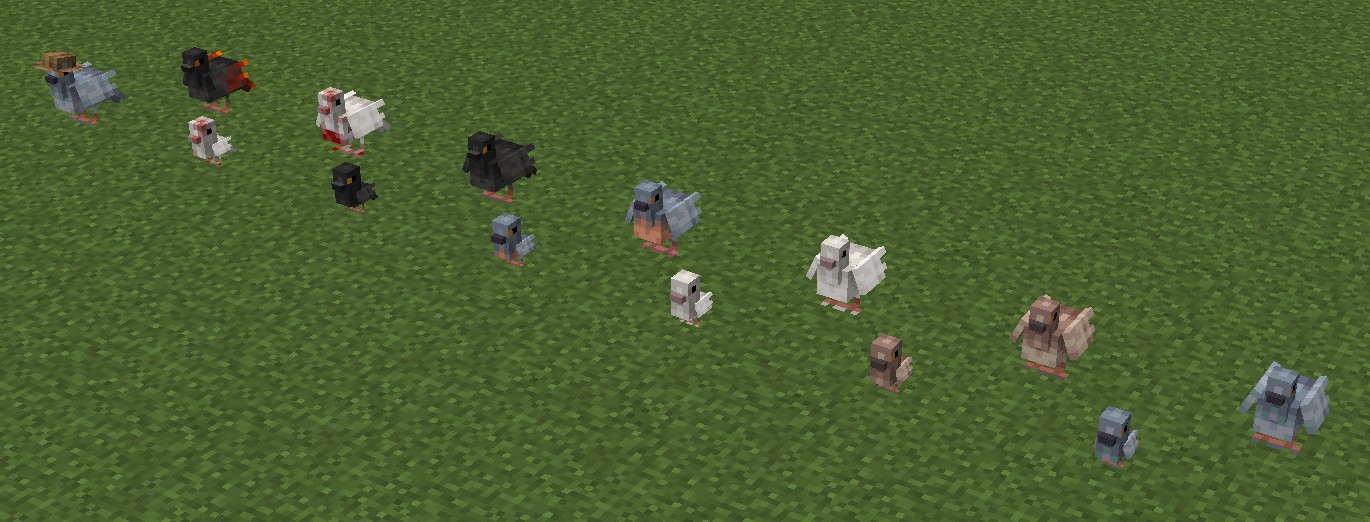 Pigeon Variants