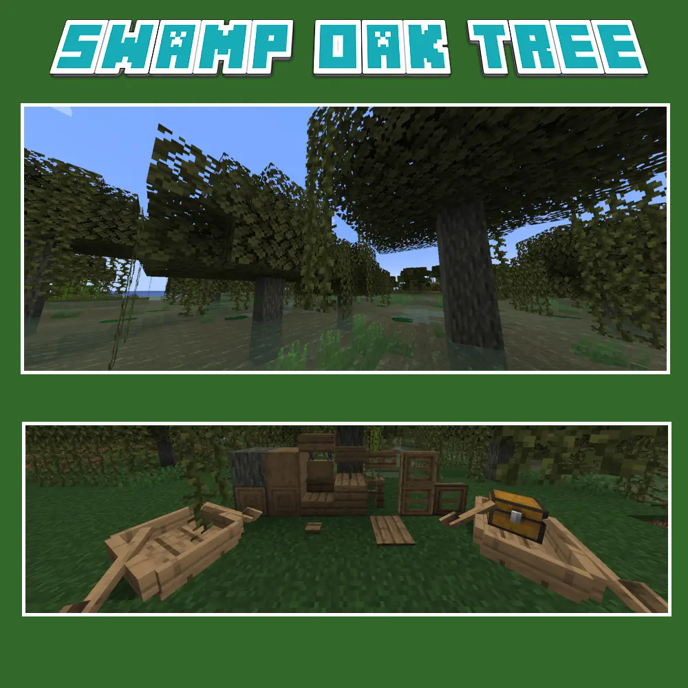 Swamp Oak Tree