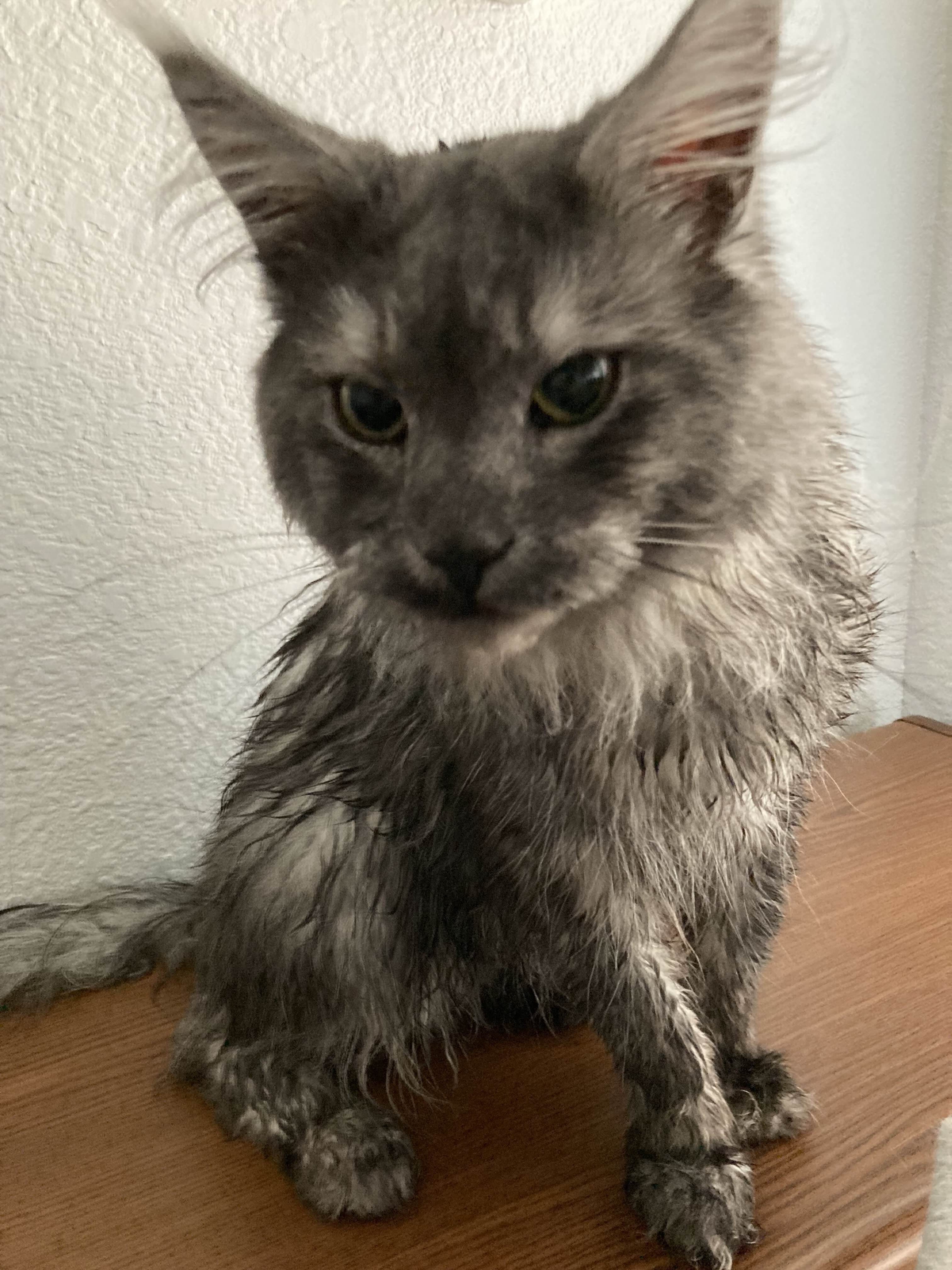 A Soggy Kenny the Maine Coon
