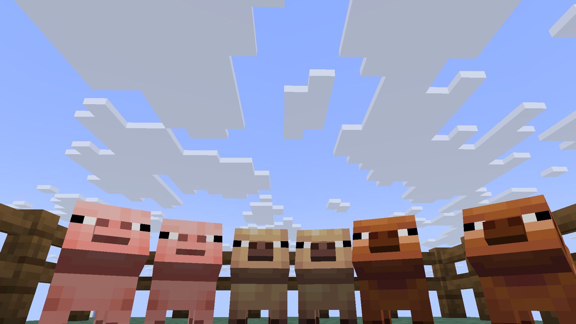 pigs