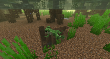 Frog swimming