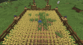 Growing Grass