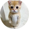 El Gato Ender Pearl