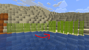Sugarcane