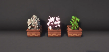 Big plant