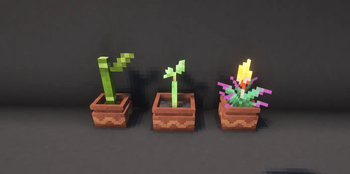 Medium plant