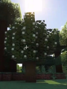 Tea tree