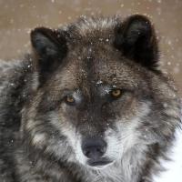 Icon for Likos-Lupus