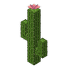 Cactus Arms