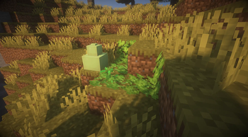 Bottle gourd patch found in a savanna biome