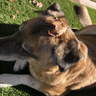 BusterBrown1218