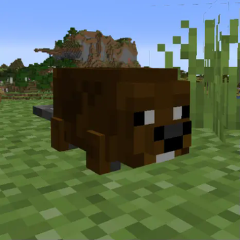 beavo