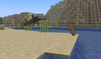 Beached Shark