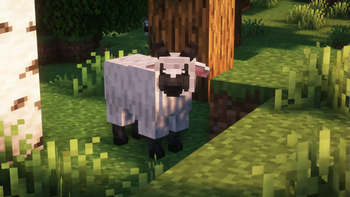 Sheep