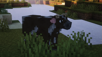 Cow