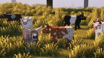 Cow Variants