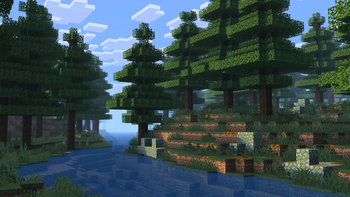 Fir Forest