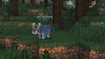 Raccoon