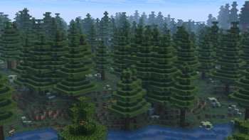 Fir Forest
