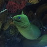 Moray's Util