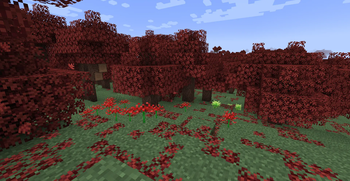 Maple Forest
