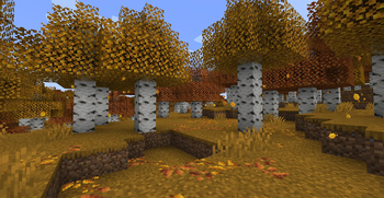 Autumn Birch Forest