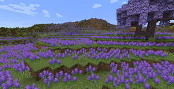 Lavender Fields
