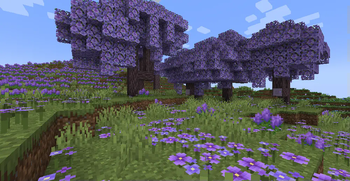 Jacaranda Grove