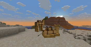Camels Watching The Sunrise