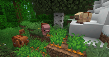 Pig Variants