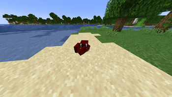 Crab look around