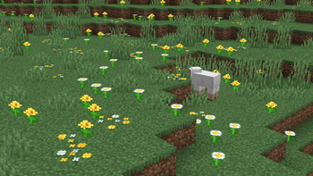 Oxeye Daisies