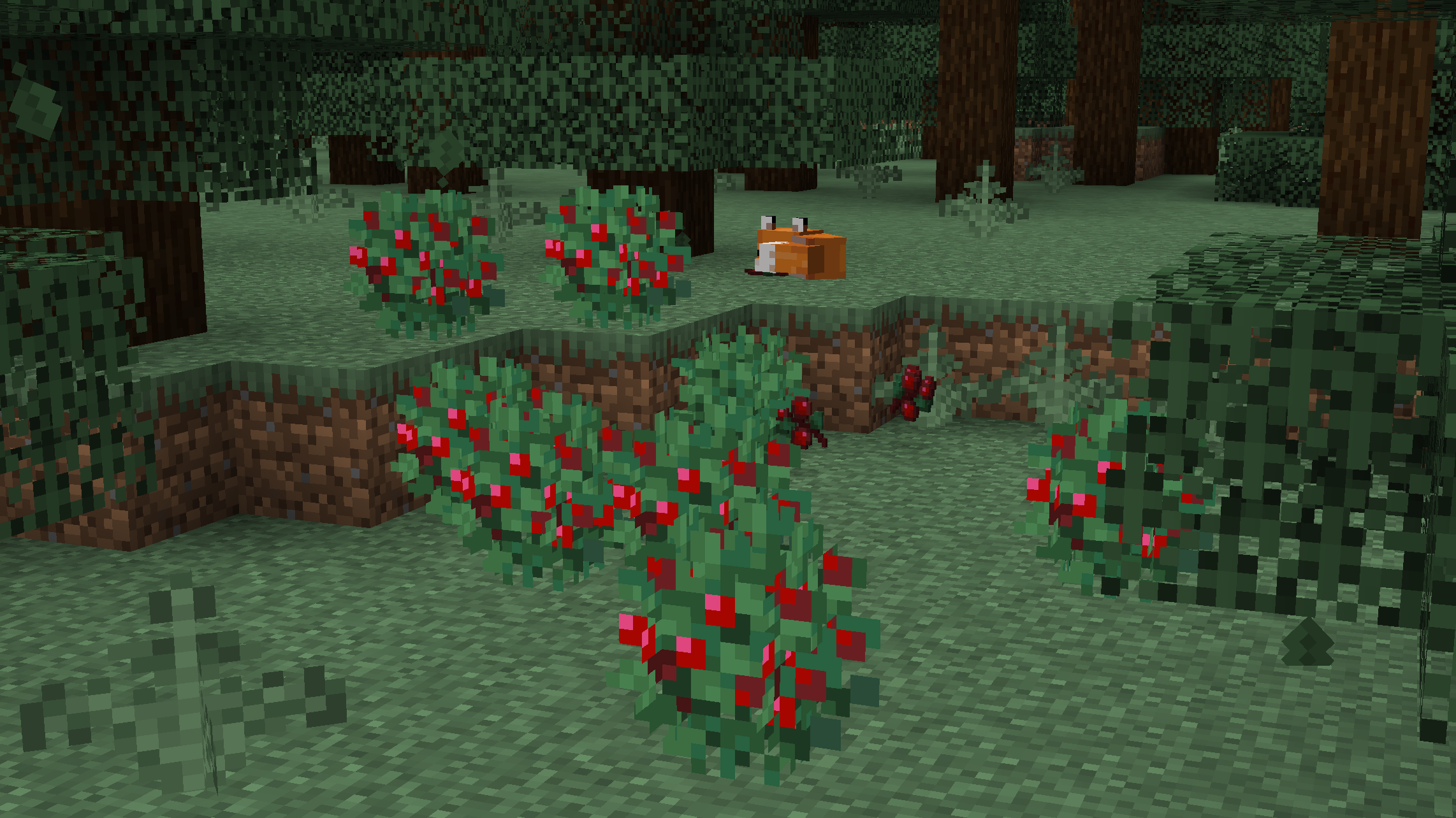 Minecraft scene showcasing remodeled sweet berry bushes in a taiga