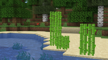 Sugar Cane