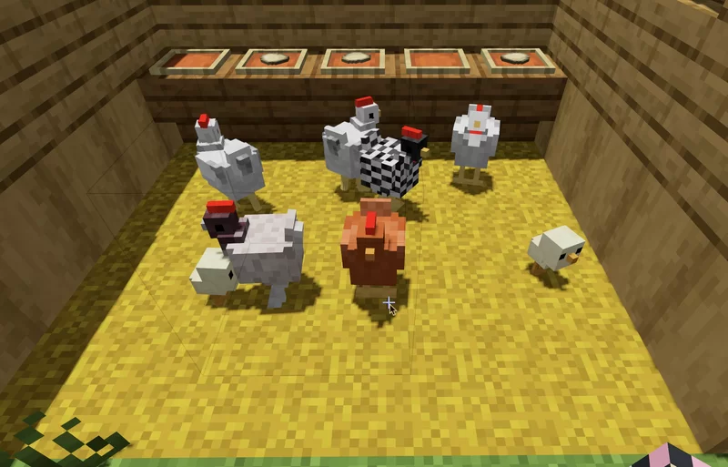 new chickens and variants