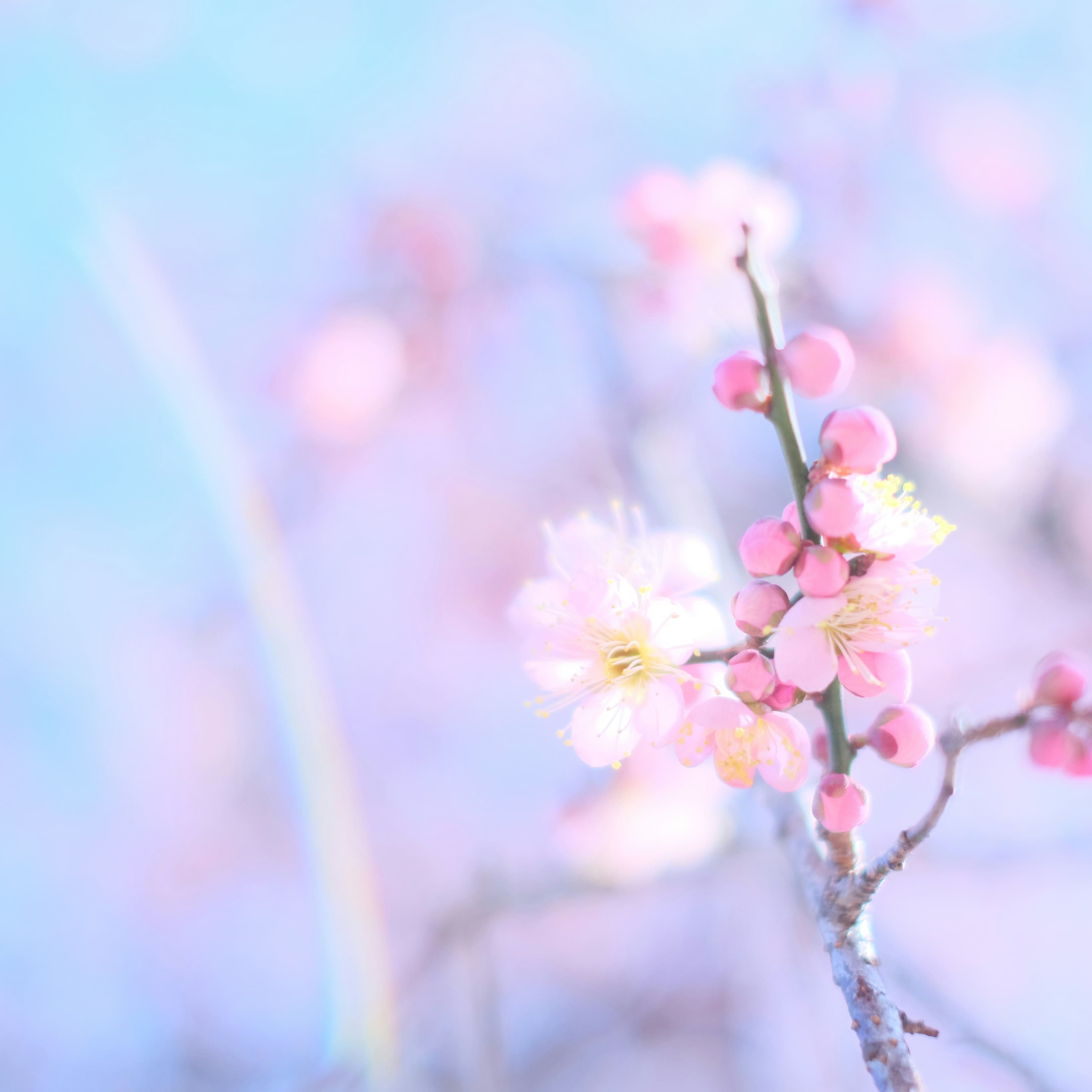 Spring TL