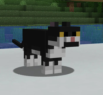 New cat texture