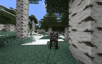 Birch Forest 