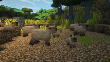 Capybaras