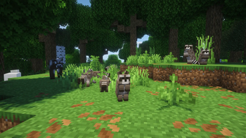 Raccoons