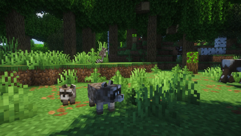 Raccoons