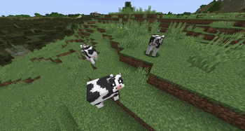 A Heard of Dairy Cows