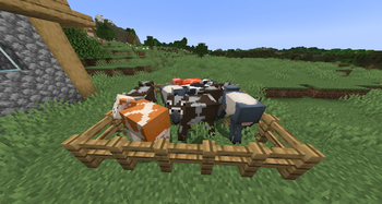 Stinky Cows