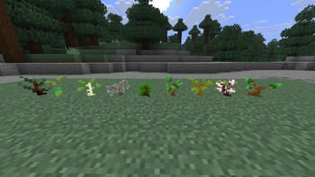 Saplings first stages