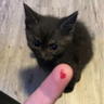 tom_dev