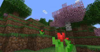 Blossoming Almond Trees