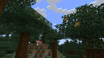 Pine Nut Trees