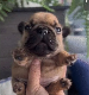 Pibble Mod