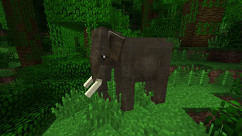 Asian Elephant